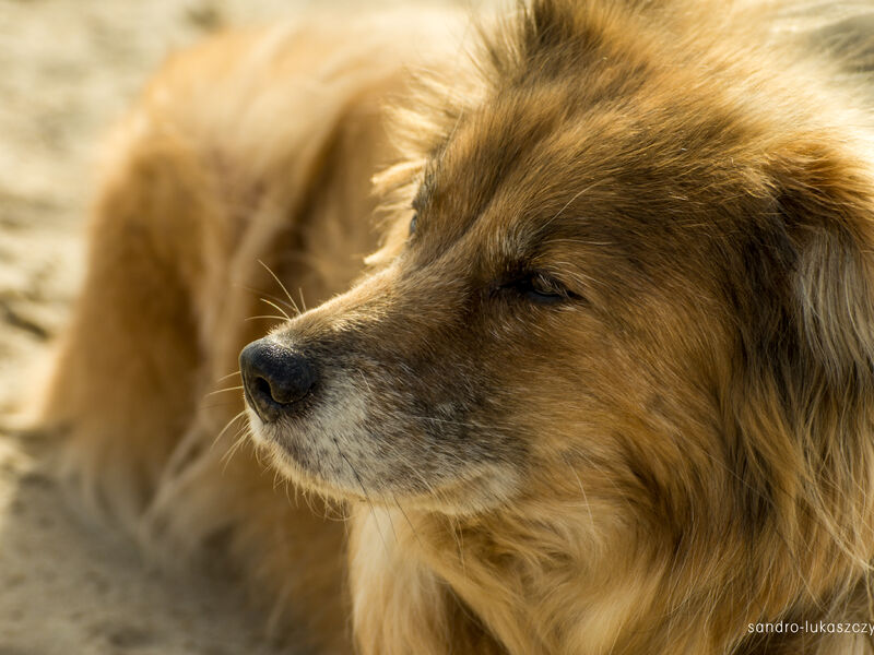 Hund an der Knock in Emden