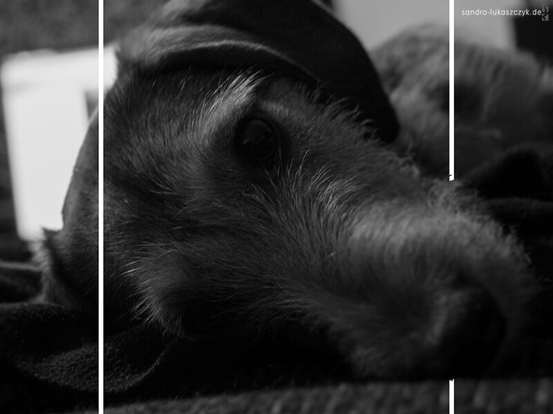 Dackel-Labrador Mischlingshund in Schwarz-Weiß