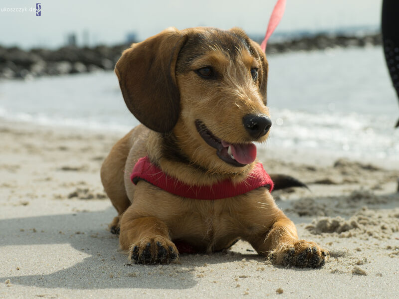 Dackel - Labrador Mischlingshund am Strand