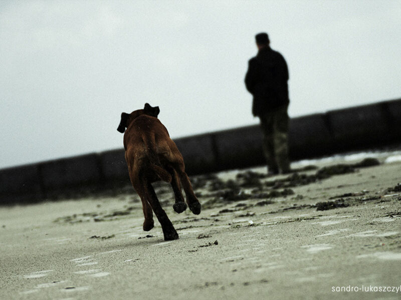 Hund mit Herrchen am Strand